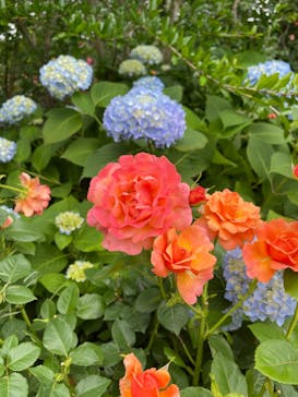 横浜イングリッシュガーデンに投稿された画像（2023/5/21）