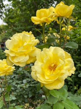 横浜イングリッシュガーデンに投稿された画像（2023/5/21）