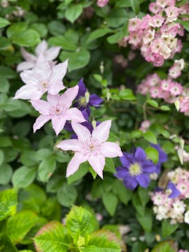 横浜イングリッシュガーデンに投稿された画像（2023/5/21）