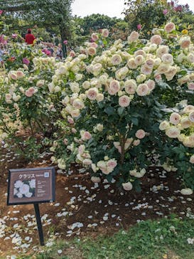 京成バラ園に投稿された画像（2023/5/21）