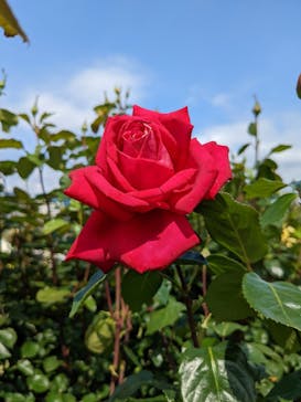 京成バラ園に投稿された画像（2023/5/21）