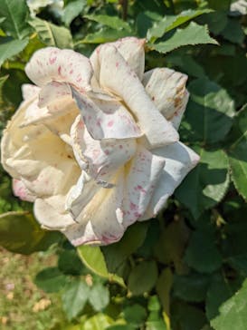 京成バラ園に投稿された画像（2023/5/21）