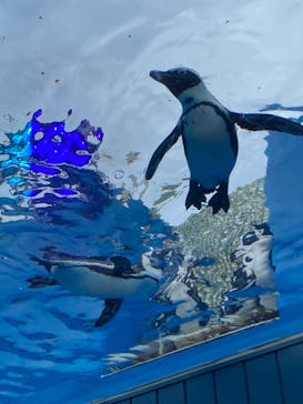 サンシャイン水族館に投稿された画像（2023/5/21）