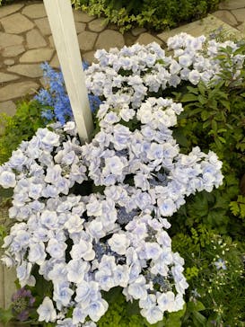 安城産業文化公園デンパークに投稿された画像（2023/5/21）