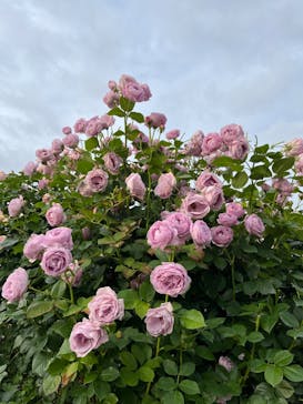 京成バラ園に投稿された画像（2023/5/21）