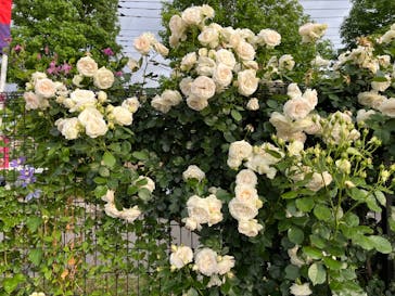 京成バラ園に投稿された画像（2023/5/21）