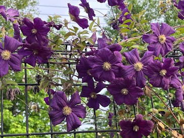 京成バラ園に投稿された画像（2023/5/21）