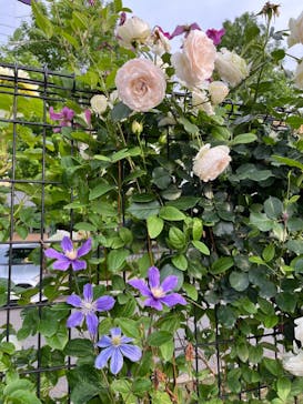 京成バラ園に投稿された画像（2023/5/21）