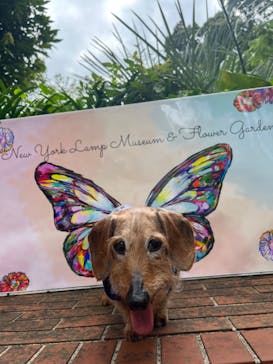 ニューヨークランプミュージアム＆フラワーガーデンに投稿された画像（2023/5/21）