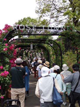 いばらきフラワーパークに投稿された画像（2023/5/21）