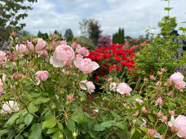 いばらきフラワーパークに投稿された画像（2023/5/21）