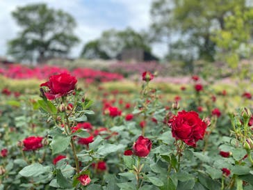 いばらきフラワーパークに投稿された画像（2023/5/21）