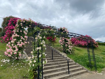 いばらきフラワーパークに投稿された画像（2023/5/21）