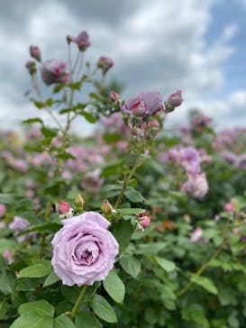 いばらきフラワーパークに投稿された画像（2023/5/21）