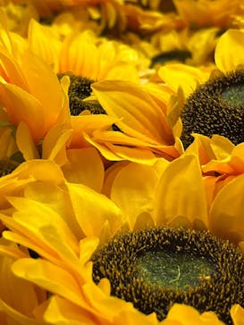 ゴッホ・アライブ神戸に投稿された画像（2023/5/22）