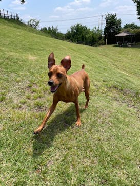 世界の名犬牧場に投稿された画像（2023/5/22）