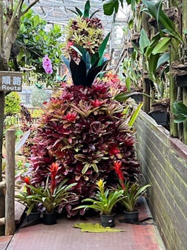 ナゴパイナップルパークに投稿された画像（2023/5/22）