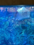 大分マリーンパレス水族館 「うみたまご」に投稿された画像（2023/5/22）