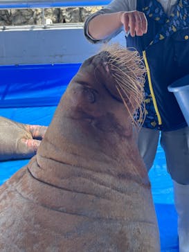 大分マリーンパレス水族館 「うみたまご」に投稿された画像（2023/5/22）