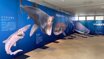 新江ノ島水族館に投稿された画像（2023/5/22）