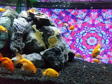 NARA IKIMONO MUSEUMに投稿された画像（2023/5/22）