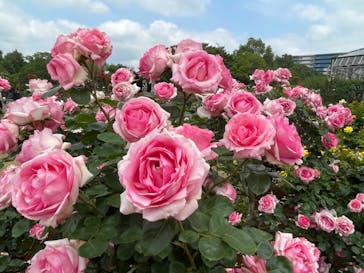 京成バラ園に投稿された画像（2023/5/22）