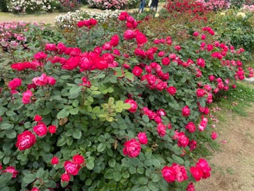 京成バラ園に投稿された画像（2023/5/22）