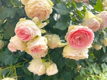 京成バラ園に投稿された画像（2023/5/22）