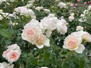 京成バラ園に投稿された画像（2023/5/22）