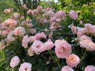 横浜イングリッシュガーデンに投稿された画像（2023/5/22）