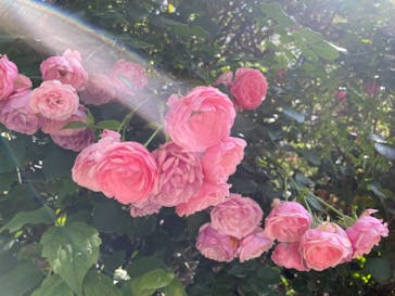 横浜イングリッシュガーデンに投稿された画像（2023/5/22）