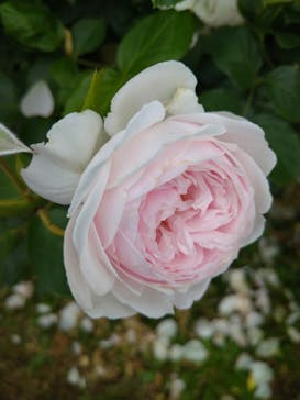 京成バラ園に投稿された画像（2023/5/22）