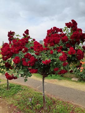 京成バラ園に投稿された画像（2023/5/22）