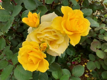 京成バラ園に投稿された画像（2023/5/22）