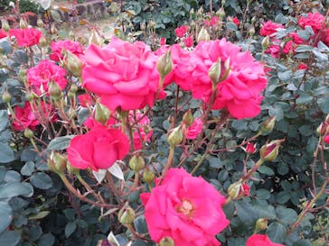 京成バラ園に投稿された画像（2023/5/22）