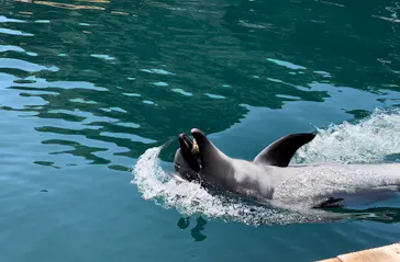 うみたま体験パーク 「つくみイルカ島」に投稿された画像（2023/5/22）
