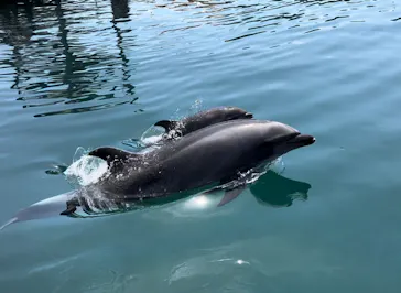 うみたま体験パーク 「つくみイルカ島」に投稿された画像（2023/5/22）