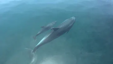 うみたま体験パーク 「つくみイルカ島」に投稿された画像（2023/5/22）