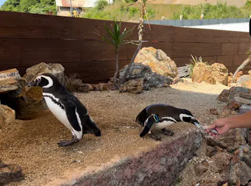 うみたま体験パーク 「つくみイルカ島」に投稿された画像（2023/5/22）