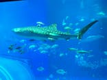沖縄美ら海水族館に投稿された画像（2023/5/22）