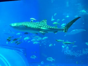 沖縄美ら海水族館に投稿された画像（2023/5/22）