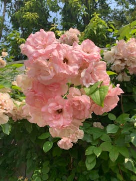 横浜イングリッシュガーデンに投稿された画像（2023/5/22）