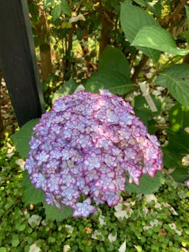 横浜イングリッシュガーデンに投稿された画像（2023/5/22）