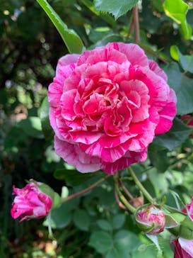 横浜イングリッシュガーデンに投稿された画像（2023/5/22）