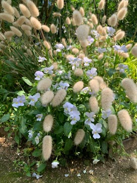 横浜イングリッシュガーデンに投稿された画像（2023/5/22）