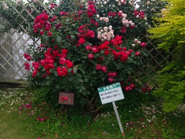 京成バラ園に投稿された画像（2023/5/22）