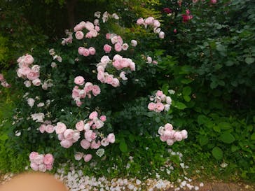 京成バラ園に投稿された画像（2023/5/22）