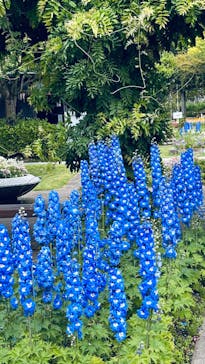 やまぐちフラワーランドに投稿された画像（2023/5/22）