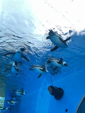 サンシャイン水族館に投稿された画像（2023/5/22）