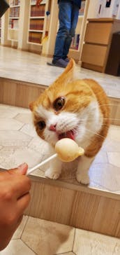 猫カフェモカ　イオンモール幕張新都心店に投稿された画像（2023/5/22）